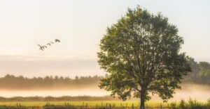 Tree Dream Discover Seeing a Tree in Dream Reveals