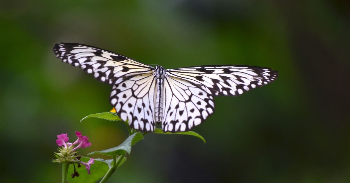 Spiritual Meaning of Dream About Butterfly