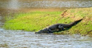 Why Do I Dream About Alligators or Crocodiles?