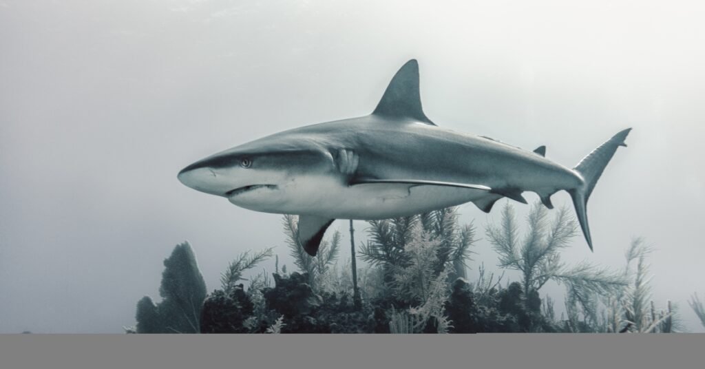 Common Shark Dream Situations and Their Meanings