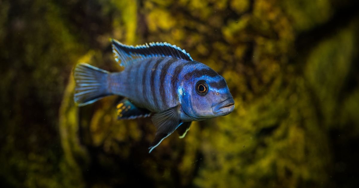 Fish Dreams and Their Hidden Spiritual Messages