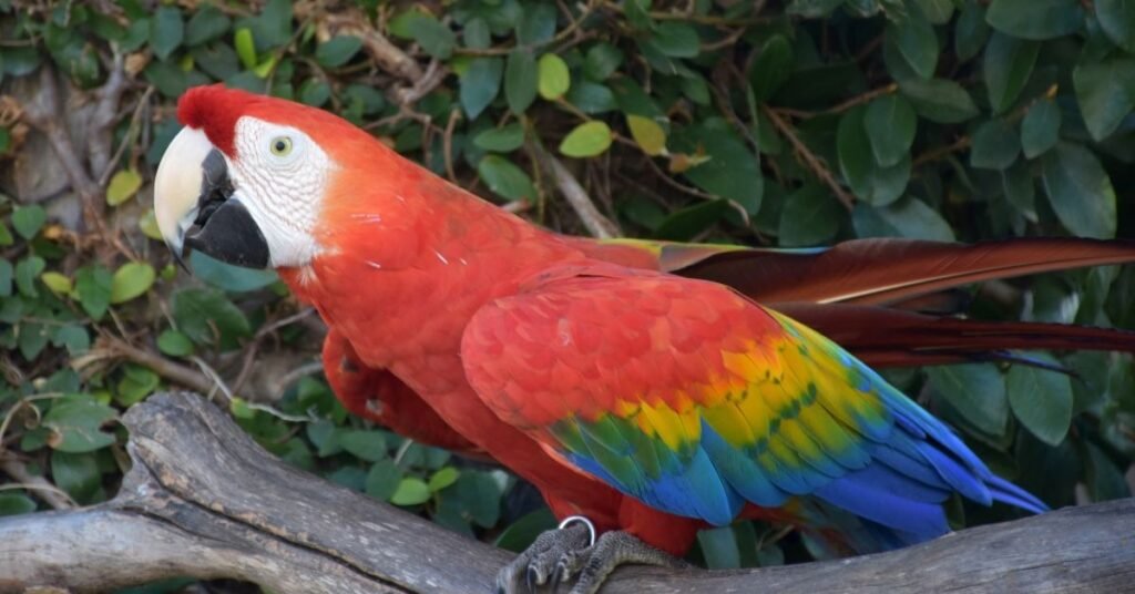 Dreaming of a Caged Parrot