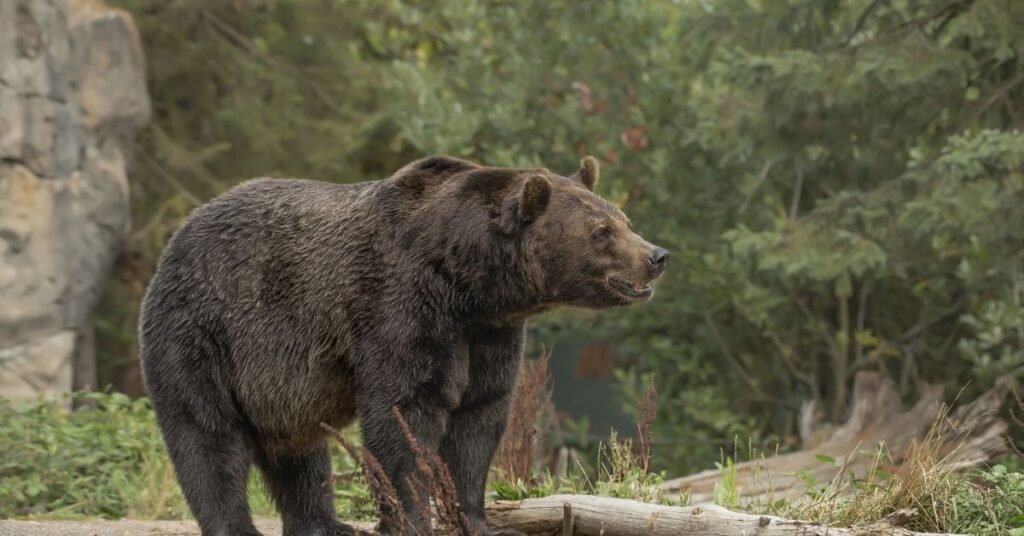 Why Do I Keep Dreaming About Bears?