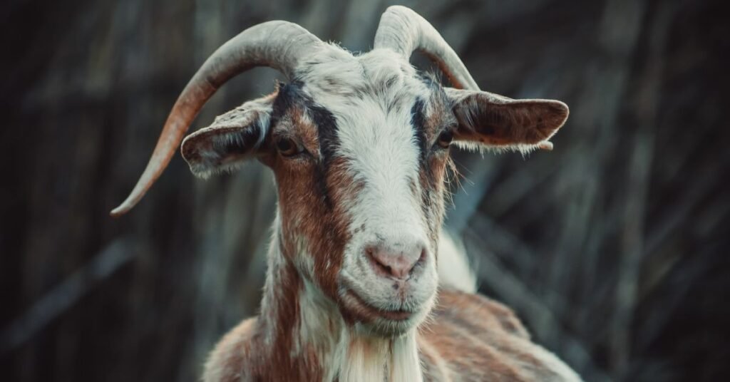 Cultural Interpretations of Goats in Dreams