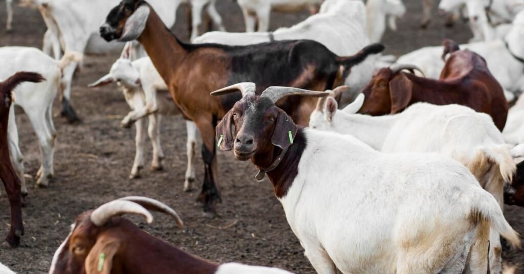 Common Goat Dream Scenarios and Their Meanings