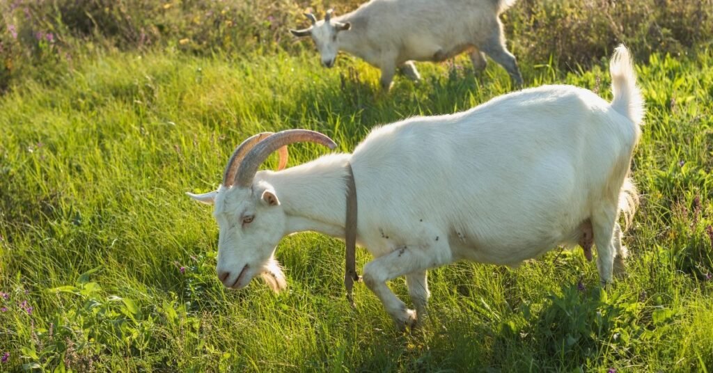 Baby Goats Dream Meaning?