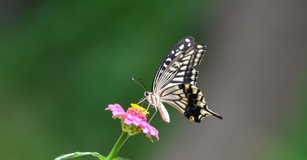 Seeing a Butterfly in Your Dream