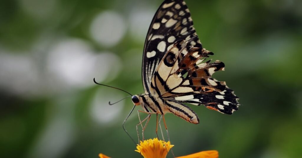 Dream About Holding or Catching a Butterfly