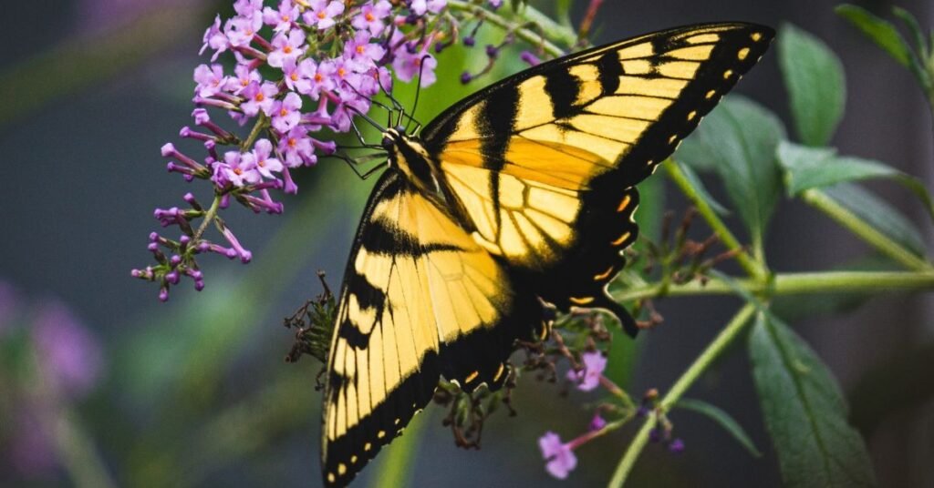 Reminder to Enjoy Freedom