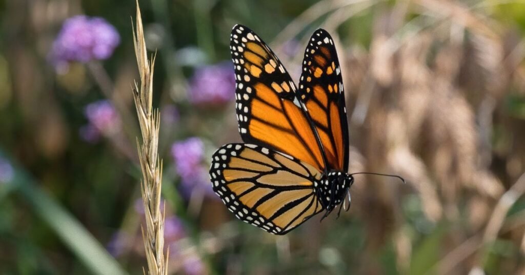 Dream About Killing or Losing a Butterfly