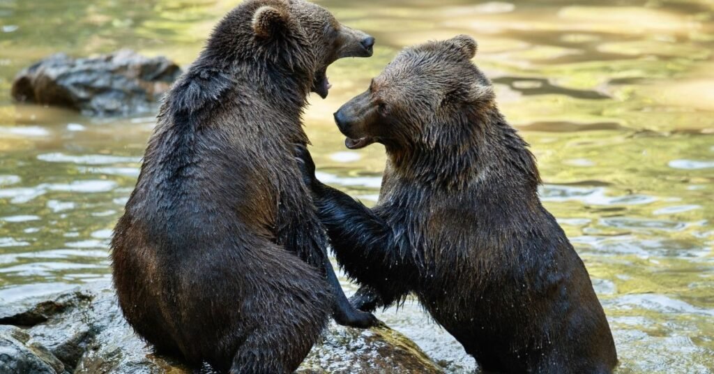 What Does Dreaming of a Big Bear Mean?