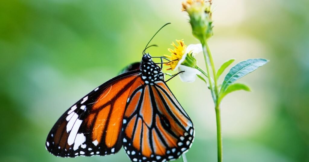 Dream About a Butterfly in Your House