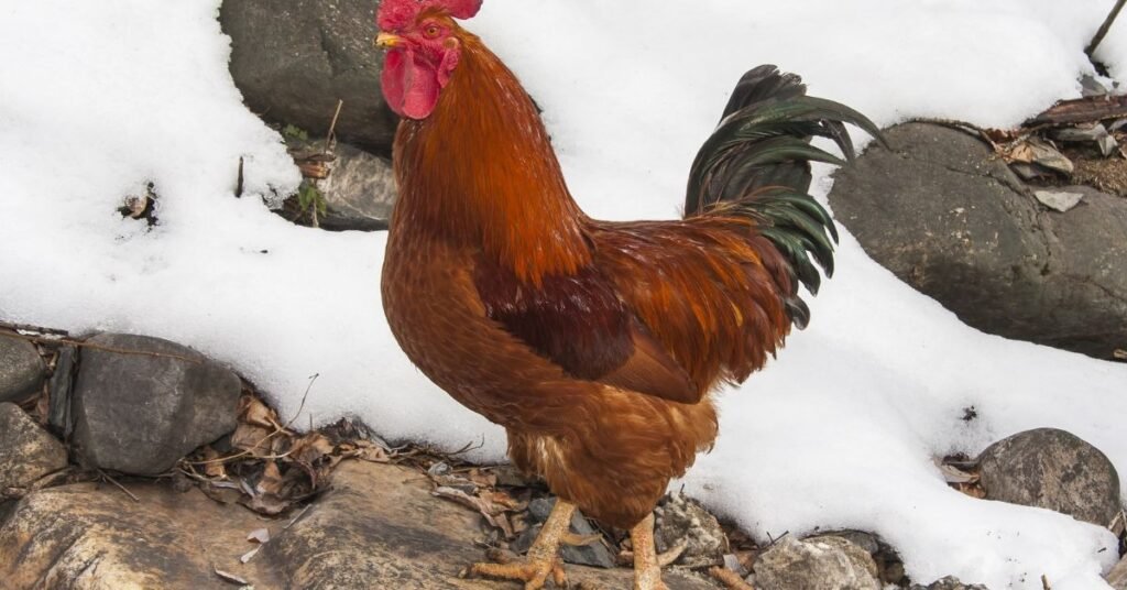 Missed Opportunities or Delays