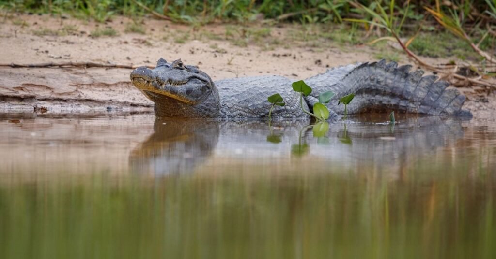 Uncover Hidden Dream Meanings