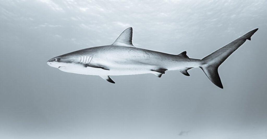 Shark Dreams and Emotional State