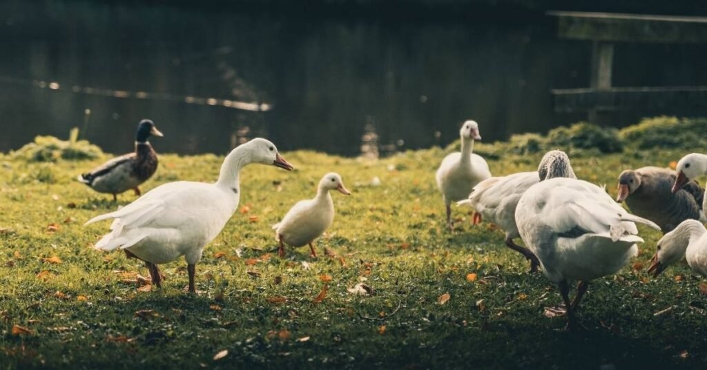 Spiritual Meaning of Dreaming of Ducks
