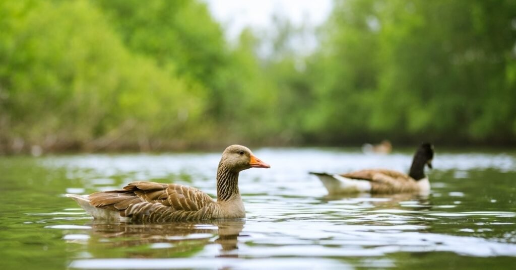 Various Types of Duck Dreams