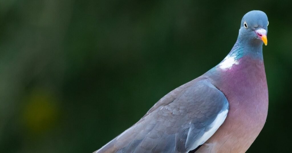 Common Pigeon Dream Meanings