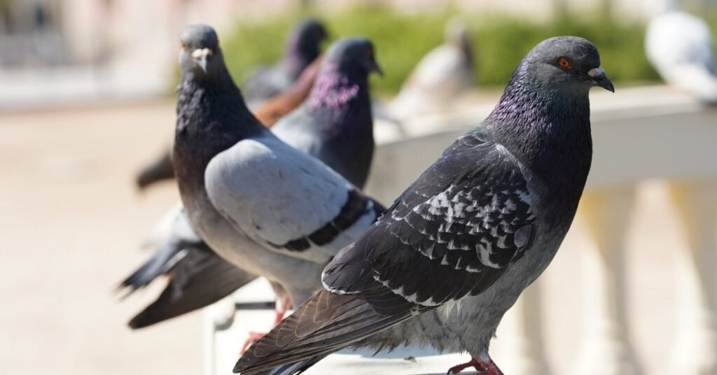 Psychological Interpretation