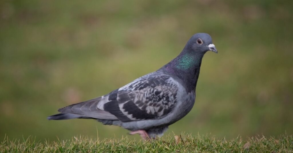 Meaning of Trying to Catch