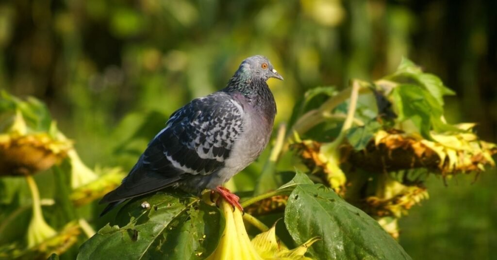 Emotional Messages Behind Pigeon