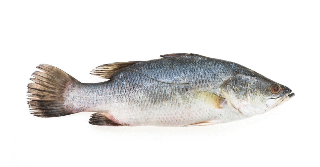 How to Stop Dreaming About Fish?