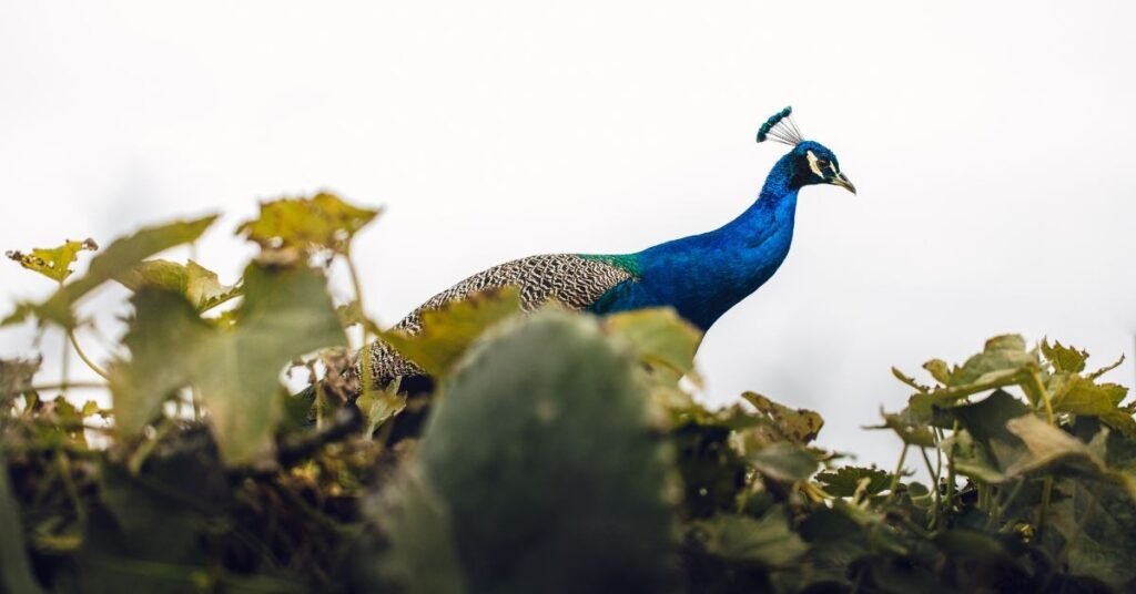 Important Lessons and Messages from Peacock Dreams