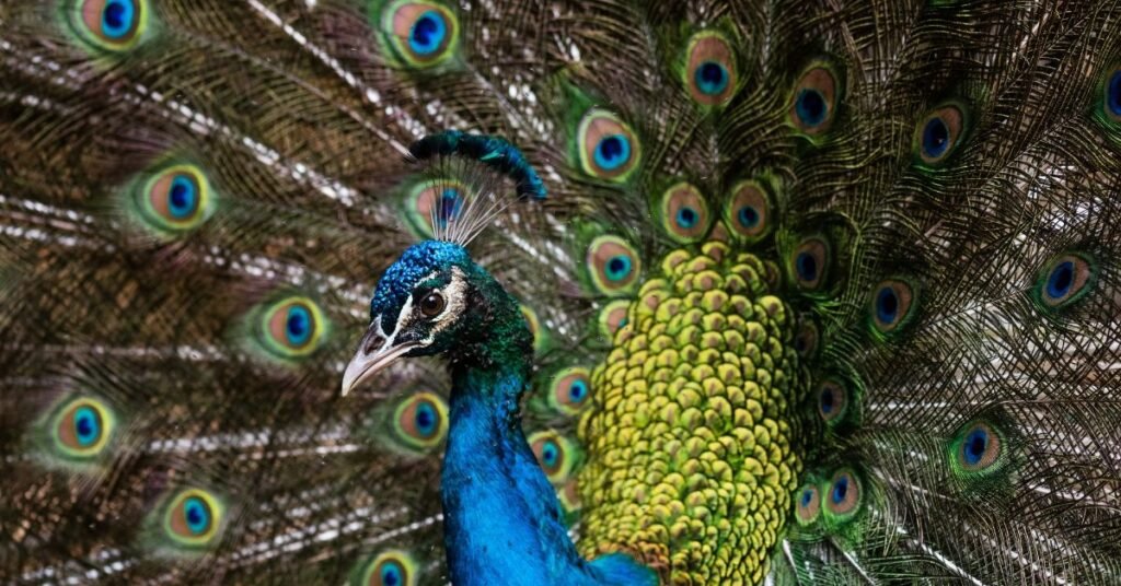 Tips for Remembering and Recording Peacock Dreams