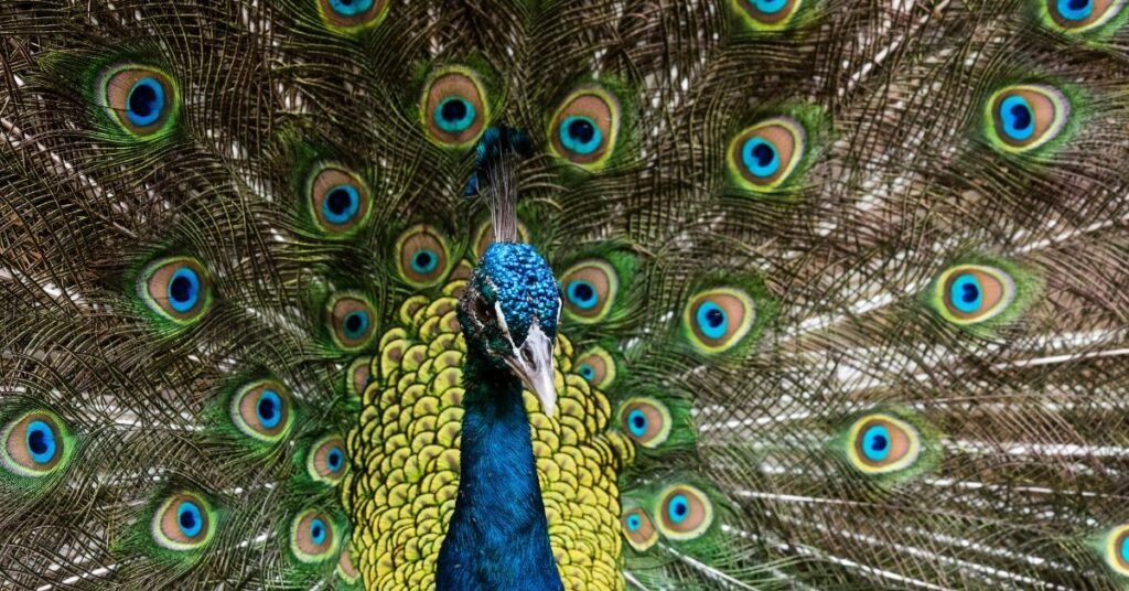 Dreaming of a Flying Peacock