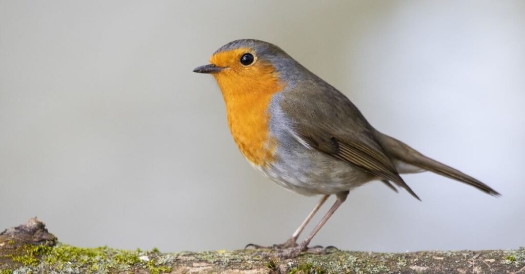 Symbolic Messages Behind Robin Appearances