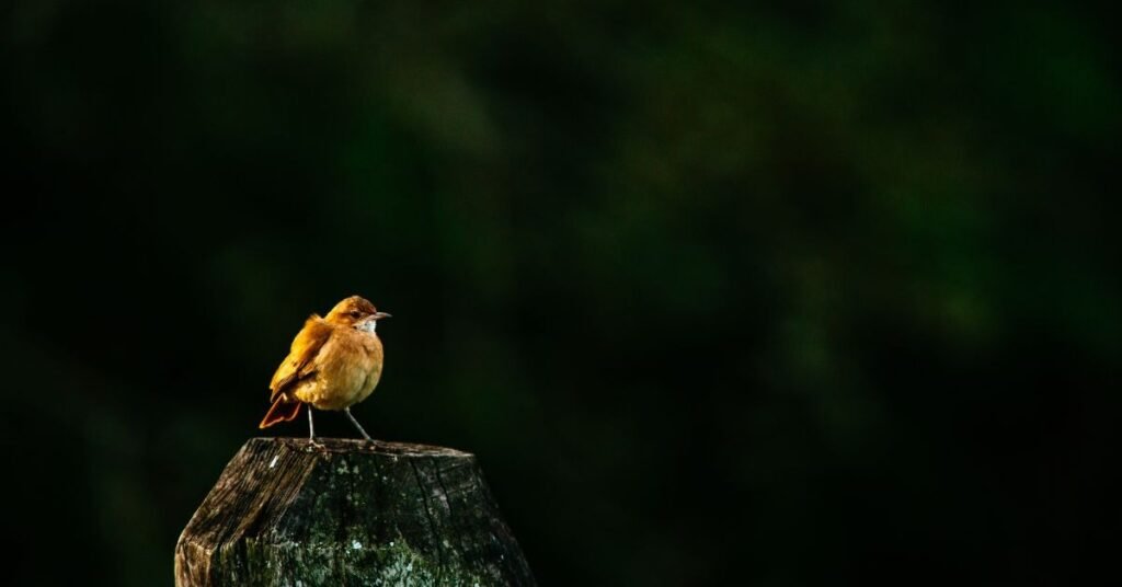 Common Robin Dream Scenarios