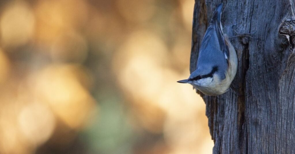 Meaning and Emotional Healing
