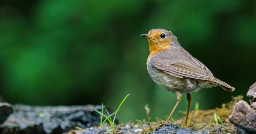 Different Types of Robin Dreams and Their Meanings