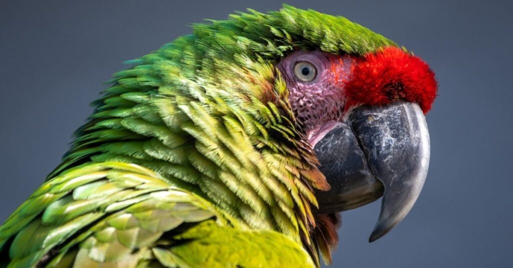 Emotional Messages Behind Parrot Dreams