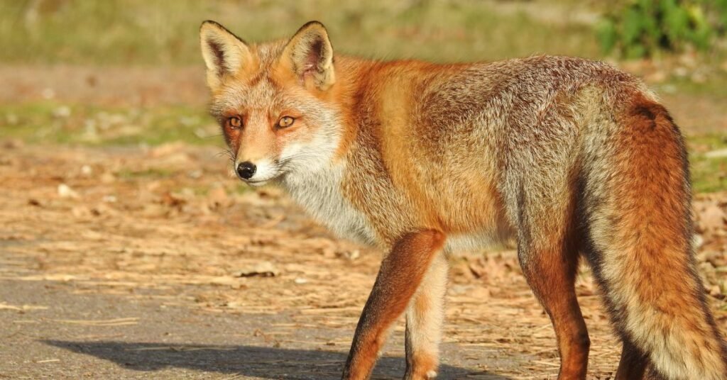 Psychological Meaning Behind Dream 