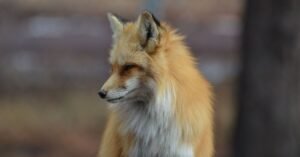 Dream About Foxes and Their Hidden Meanings