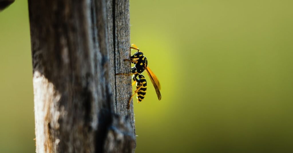 Wasp Dream Meaning