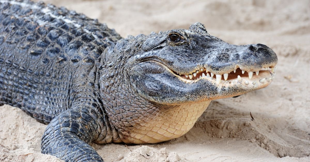 Alligator Dream Meaning and Symbolism