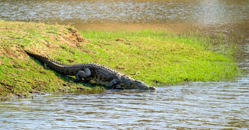 Psychological Interpretation of Alligator Dreams