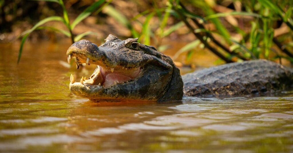 Alligator Dream Meaning by Environment