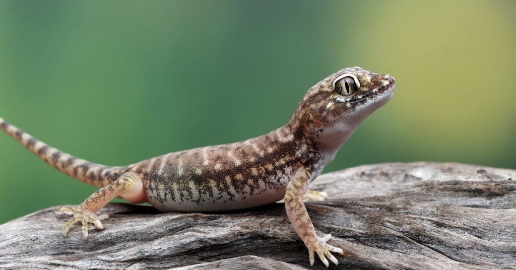 Psychological Interpretations: Freud and Jung