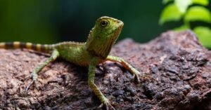 Lizard in Dreams Is It a Bad or Positive Sign?