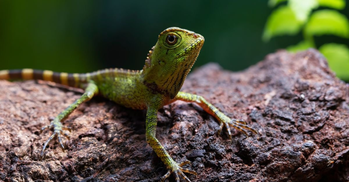 Lizard in Dreams Is It a Bad or Positive Sign?